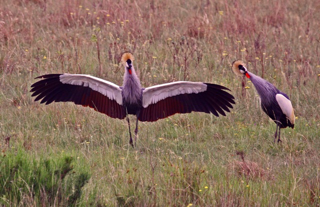 Crowned Crane escape route stutterheim biodiversity