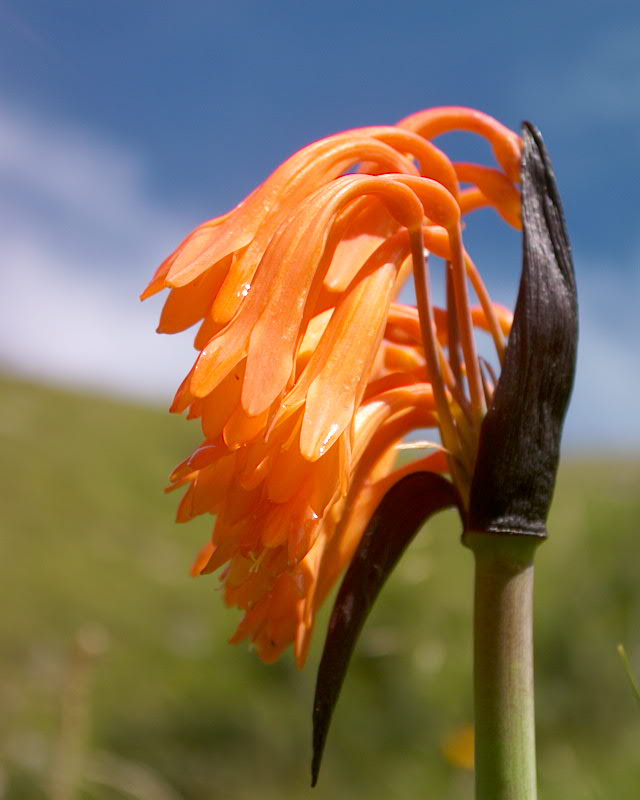Cyrtanthus huttonii flowers escape route