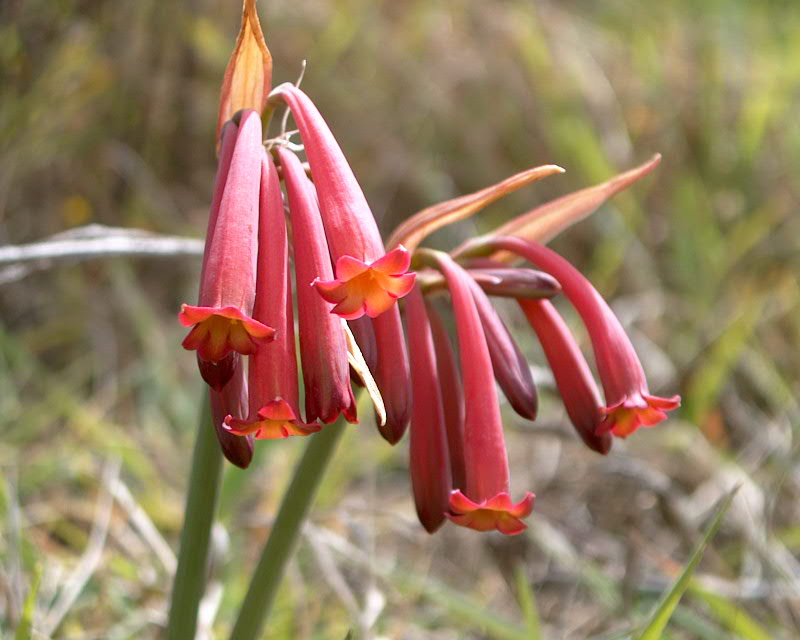 Cyrtanthus suaveolens flowers in escape route