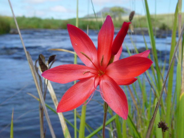 Hesperantha coccinnea scarlet river lily - Feb