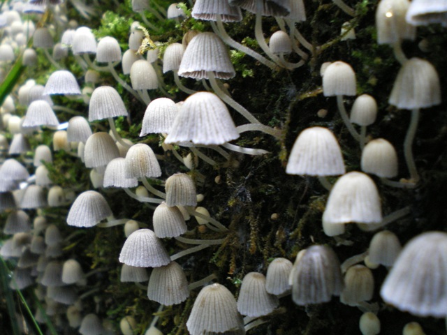 kologha indigenous forest amathole mountains 