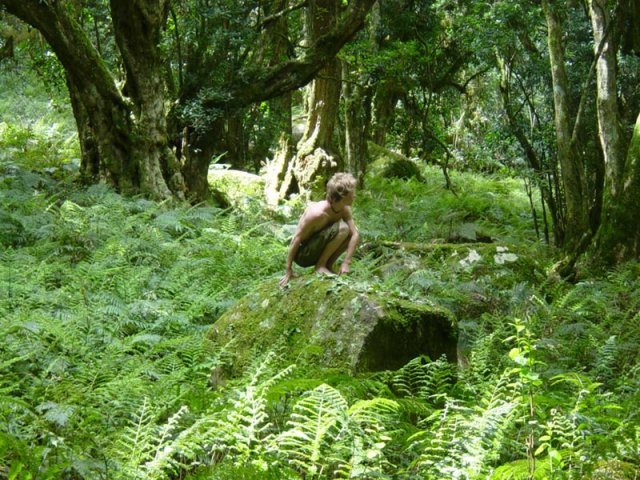 The indigenous Kologha Forest