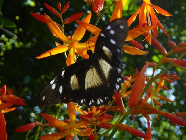 phoca_thumb_l_nature4